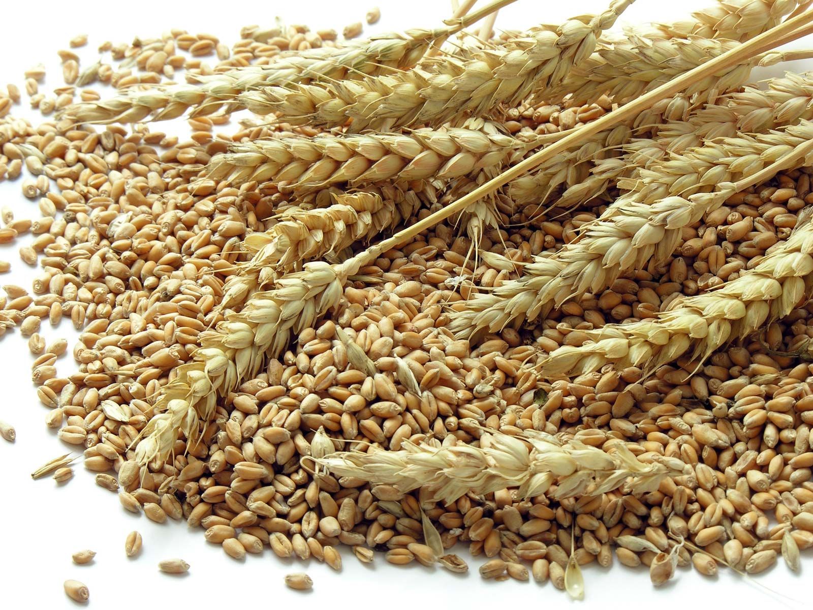 wheat production 
